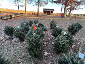Smaller trees tagged and ready to go