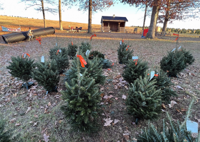 Smaller trees tagged and ready to go
