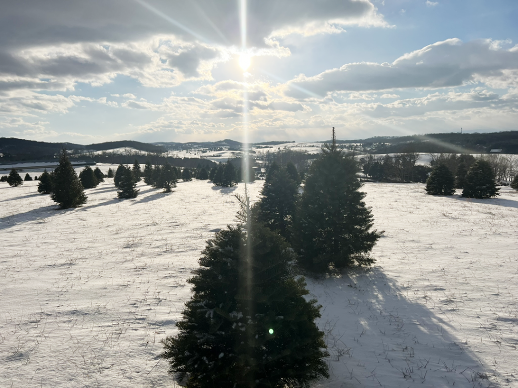 Christmas Trees with lens flare